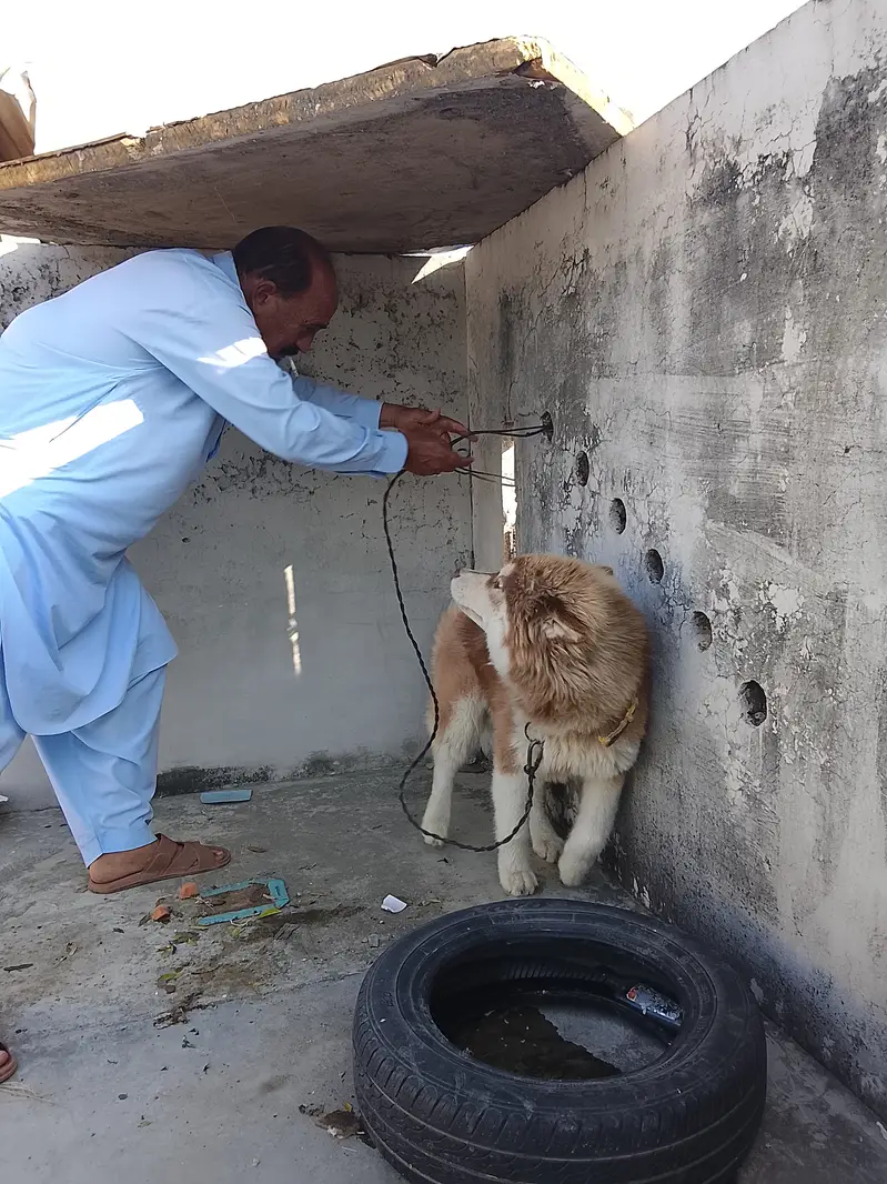 For sale seriouse Byer rabta kren — photo 3