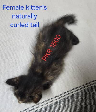 persian Kittens
