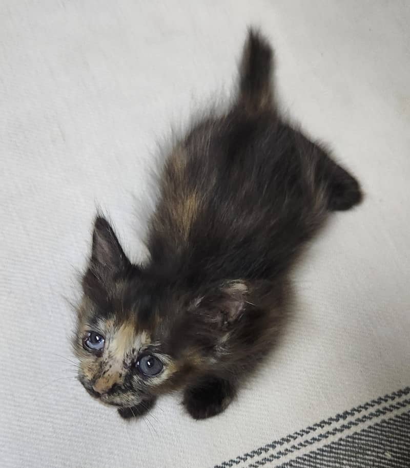persian Kittens 1