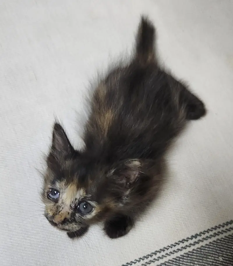 persian Kittens — photo 2