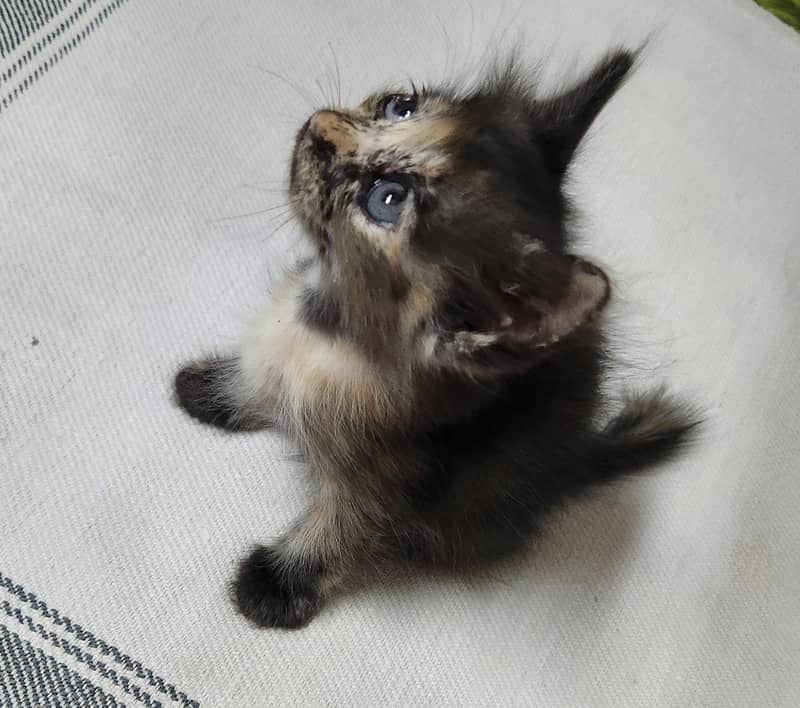 persian Kittens 2