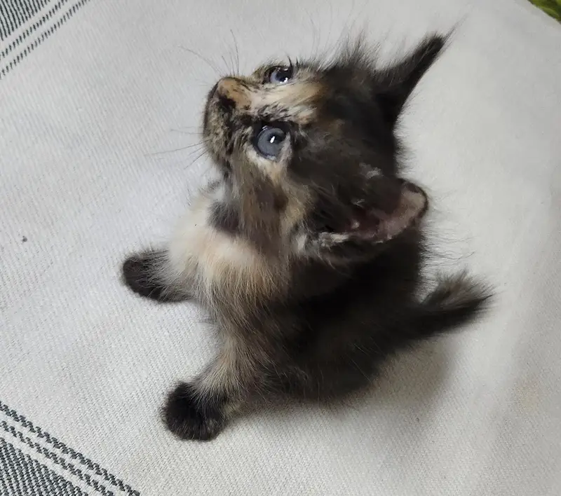 persian Kittens — photo 3