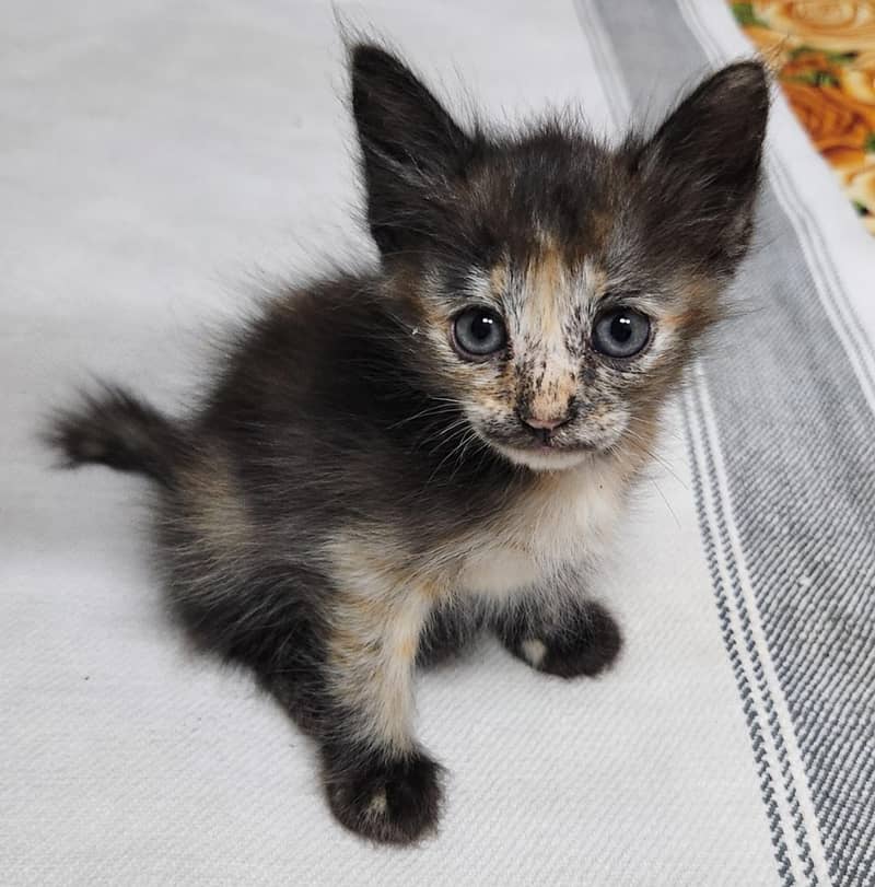 persian Kittens 3
