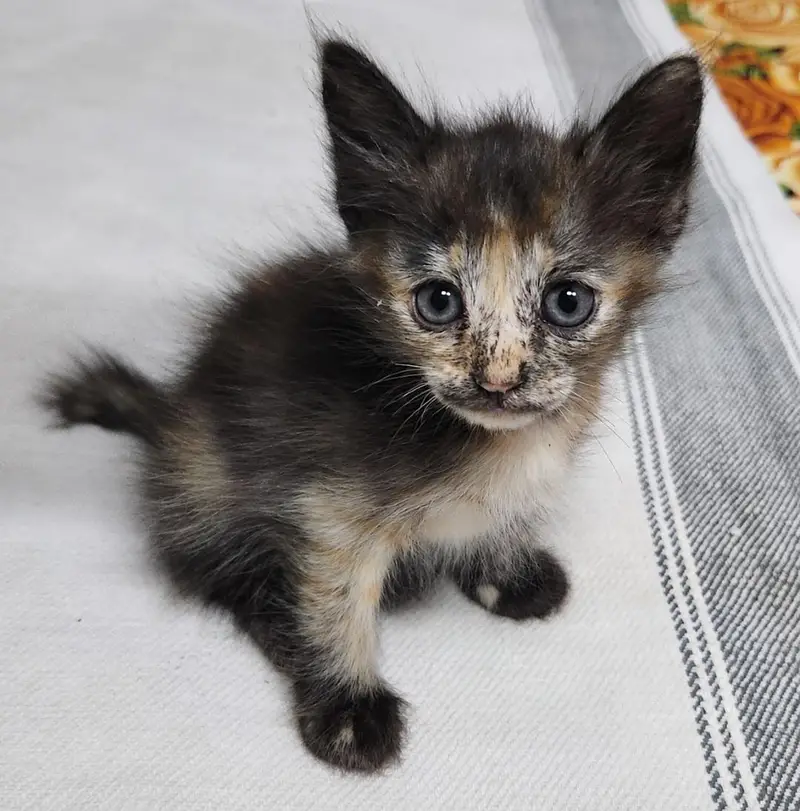 persian Kittens — photo 4