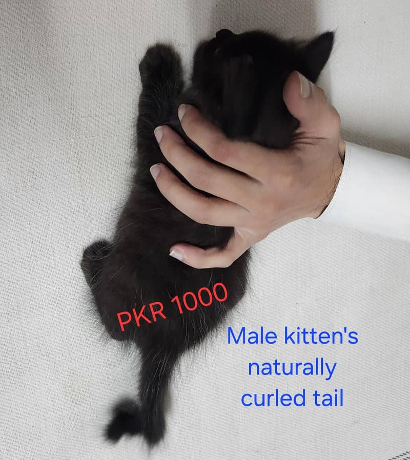 persian Kittens 4