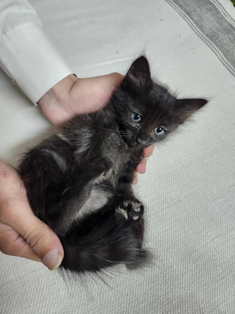 persian Kittens 5