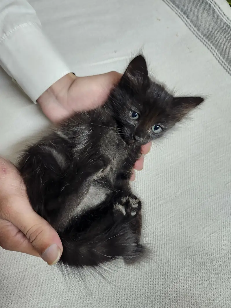 persian Kittens — photo 6