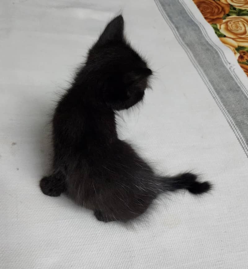persian Kittens 6