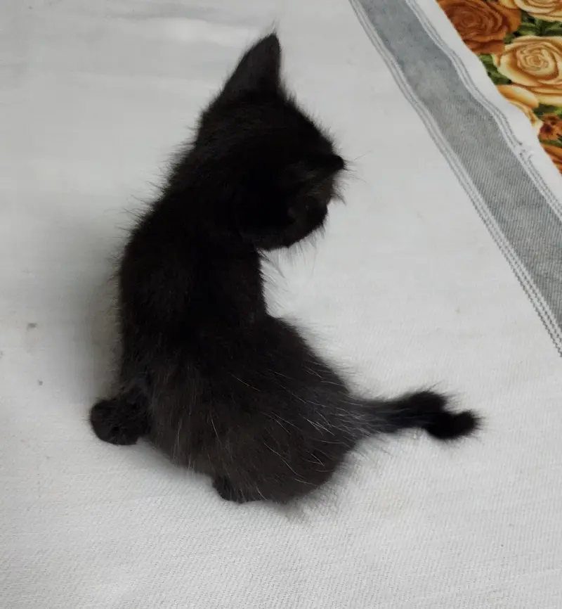 persian Kittens — photo 7