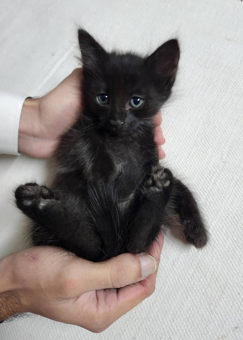 persian Kittens 7