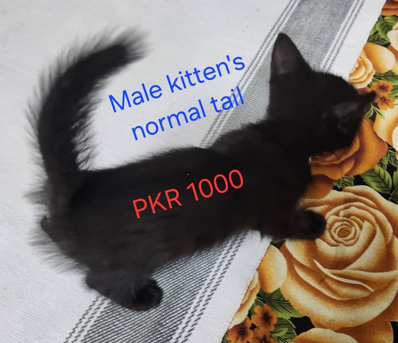 persian Kittens 8