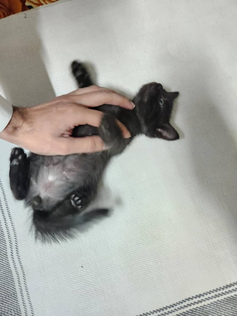 persian Kittens 9