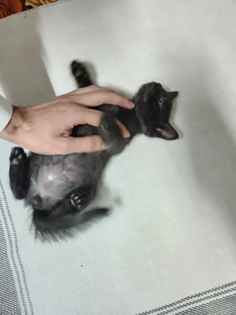 persian Kittens — photo 10