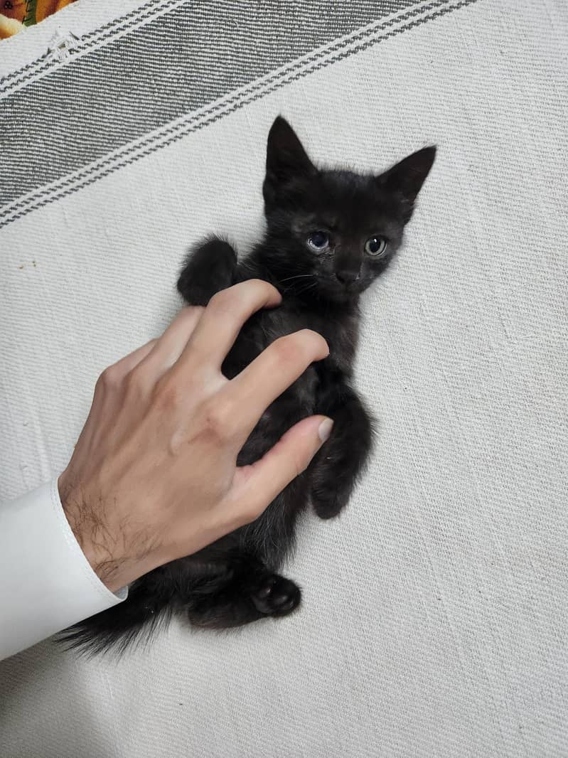 persian Kittens 10
