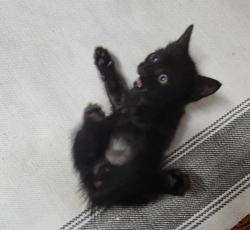 persian Kittens 11