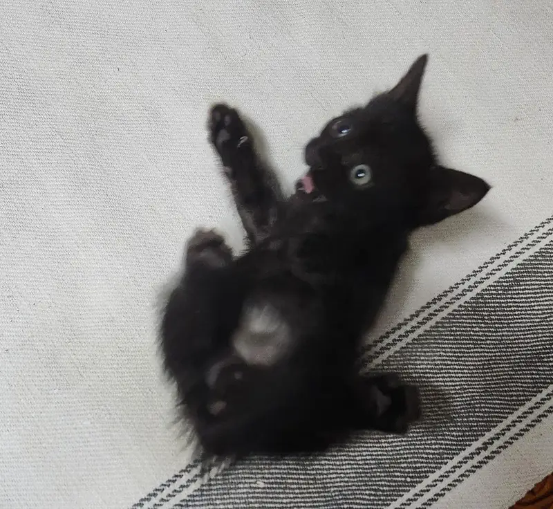 persian Kittens — photo 12