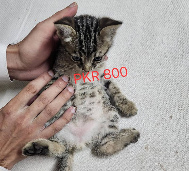 persian Kittens 12