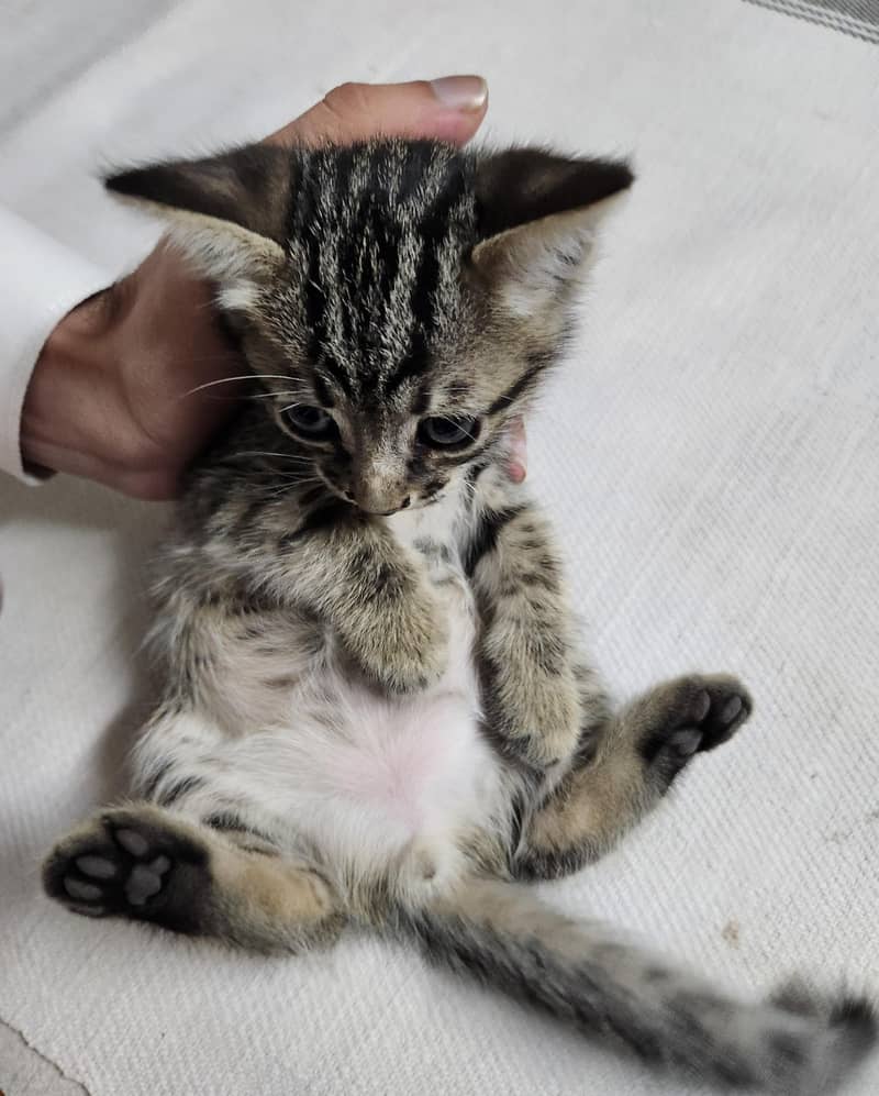 persian Kittens 13