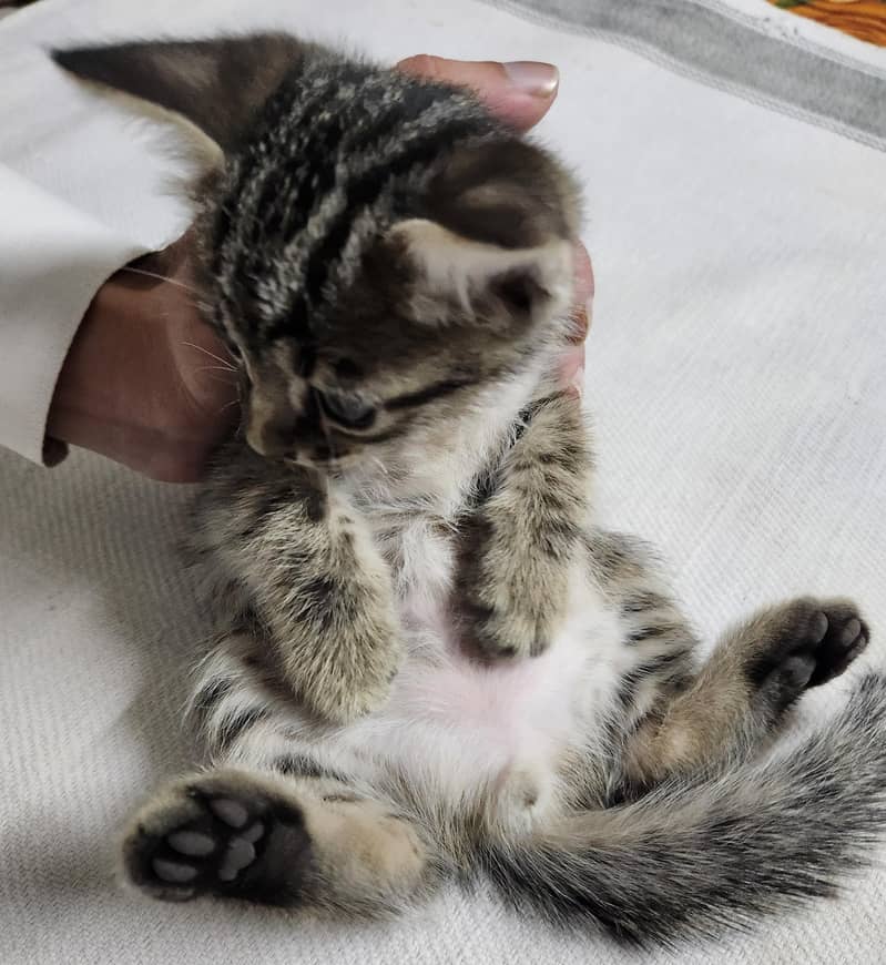 persian Kittens 14