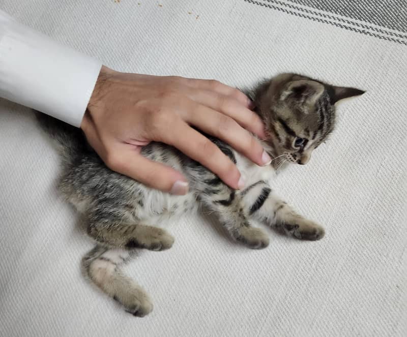 persian Kittens 15