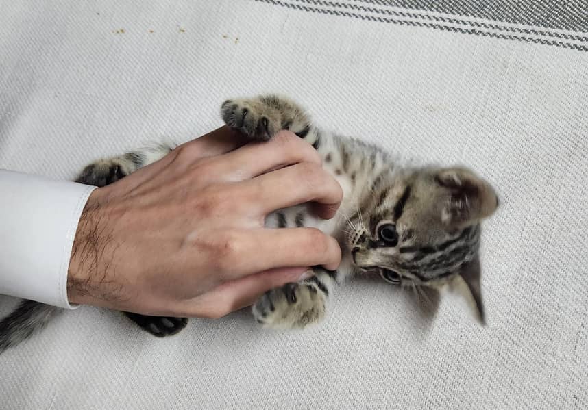 persian Kittens 16