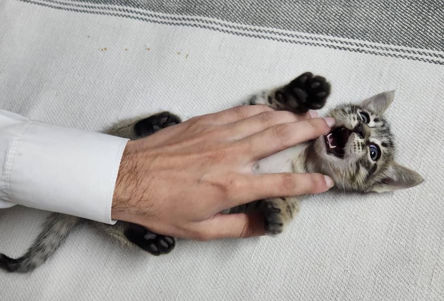 persian Kittens 17