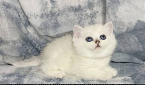 British shorthair