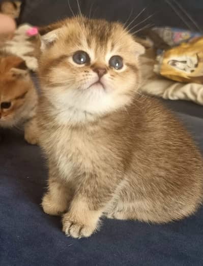 Munchkin