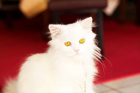Persian Male Cat triple coat golden eyes .  what app +92 3035006249