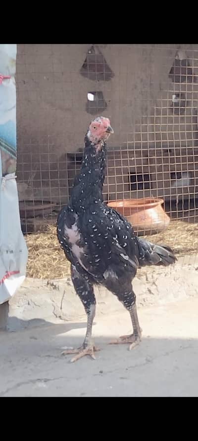 Aseel Hen urgent for sale