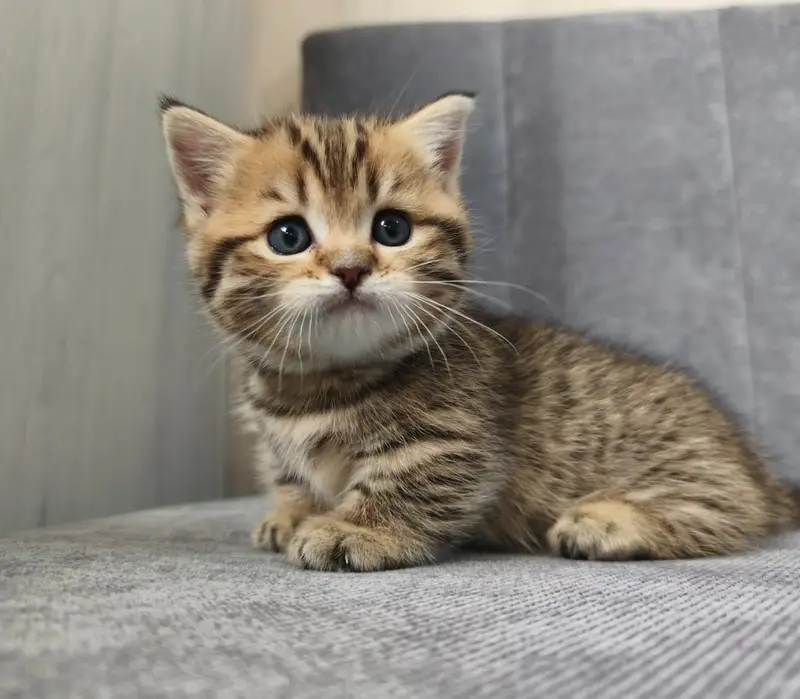 Munchkin — photo 2