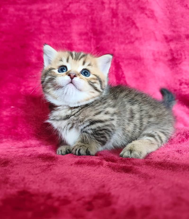 Munchkin 2