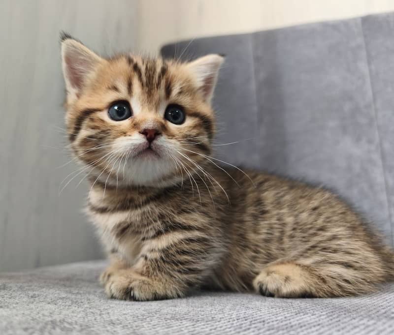 Munchkin 3