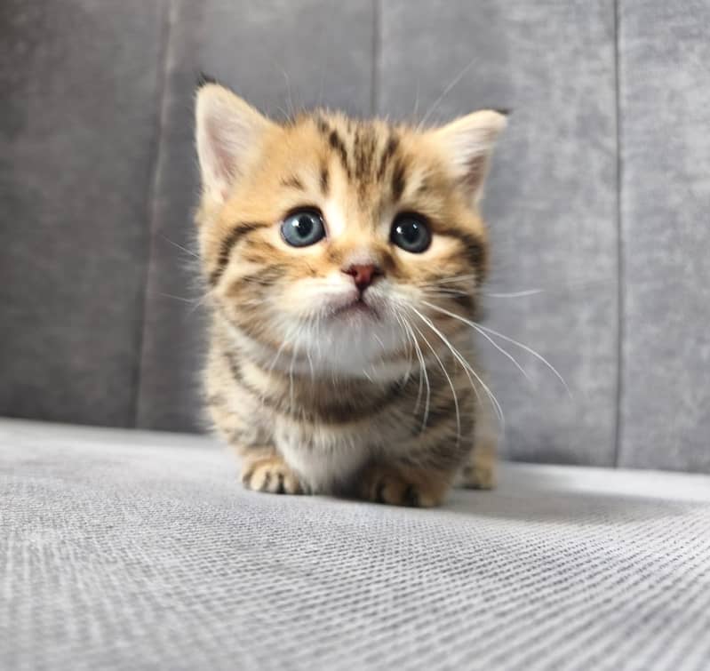 Munchkin 4