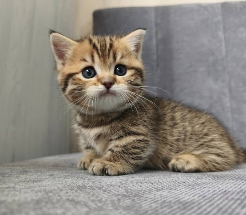 Munchkin 5