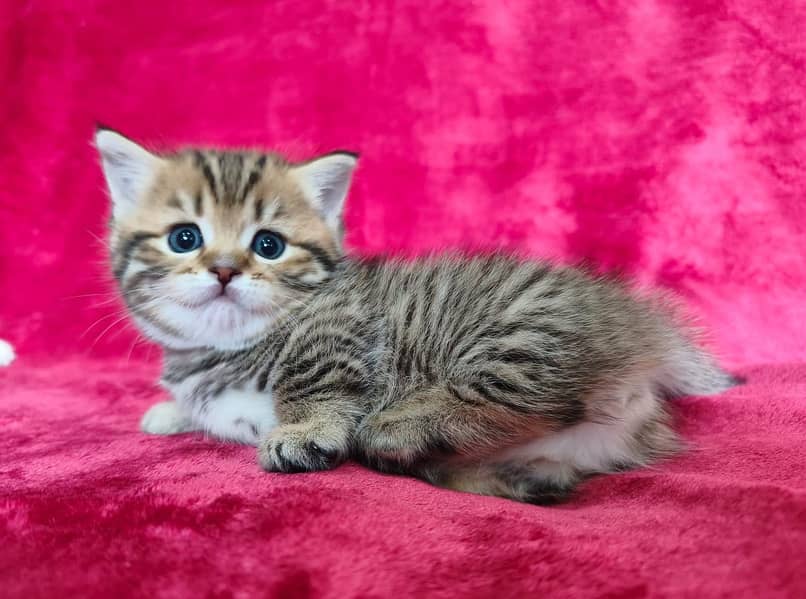 Munchkin 6