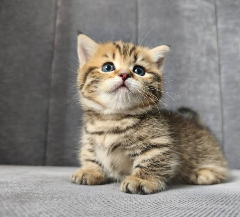 Munchkin 7