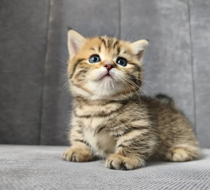 Munchkin — photo 8