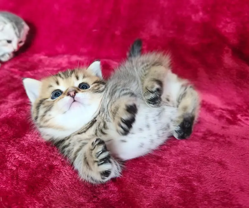Munchkin — photo 10