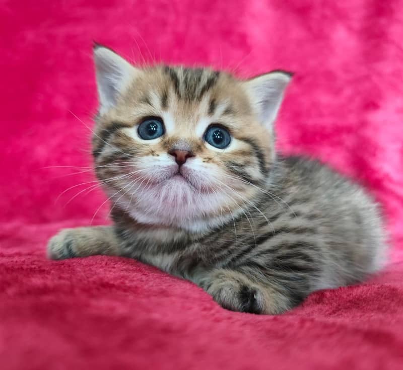 Munchkin 10