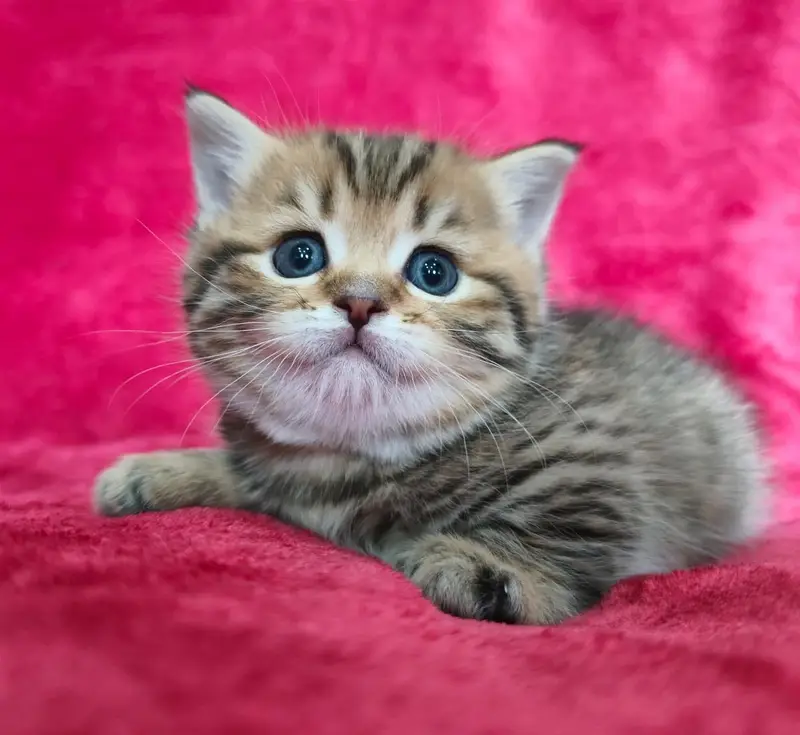 Munchkin — photo 11