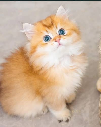 British longhair