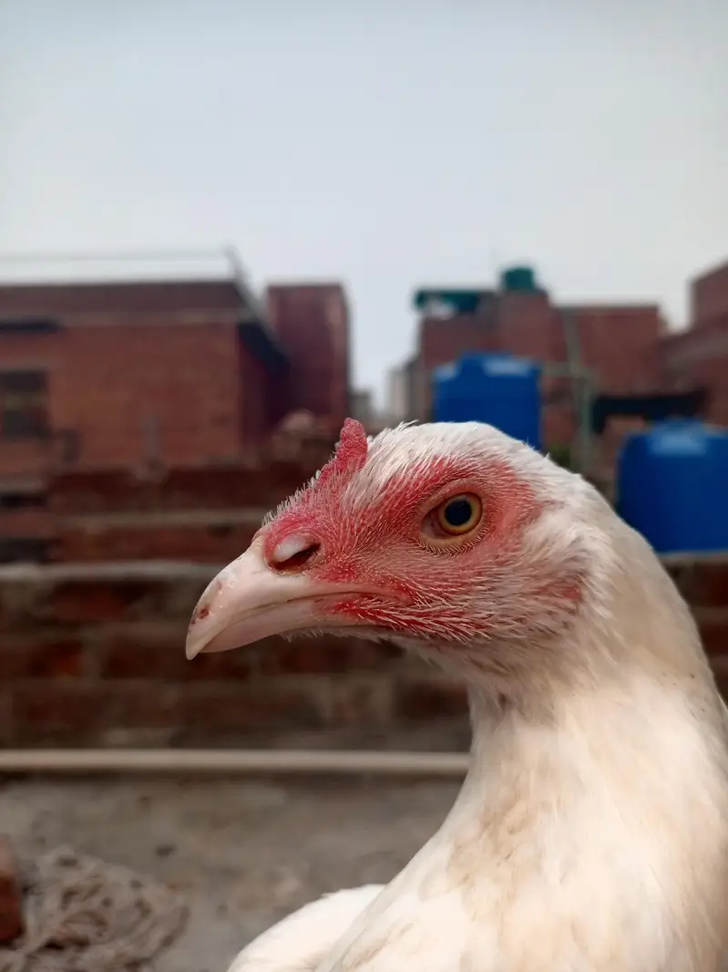 paper White Heera maddi /Heera /murga /murga /herra chicks /aseel — photo 2