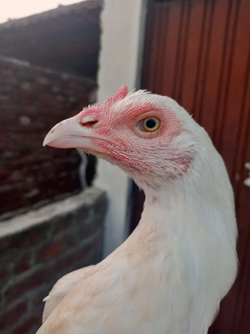 paper White Heera maddi /Heera /murga /murga /herra chicks /aseel — photo 3