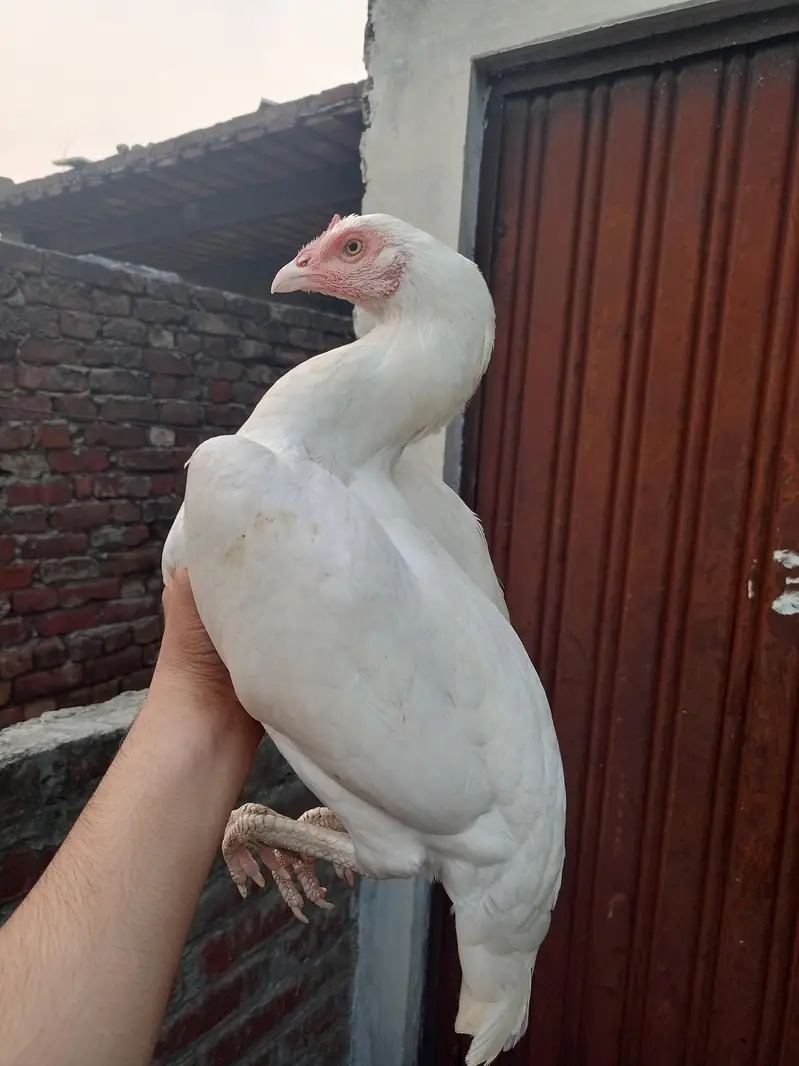 paper White Heera maddi /Heera /murga /murga /herra chicks /aseel — photo 4