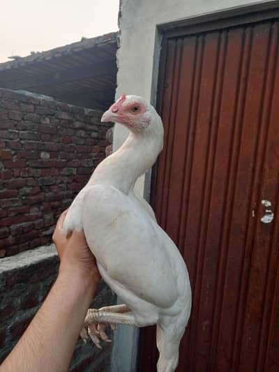 paper White Heera maddi /Heera /murga /murga /herra chicks /aseel