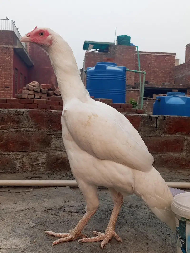 paper White Heera maddi /Heera /murga /murga /herra chicks /aseel — photo 5