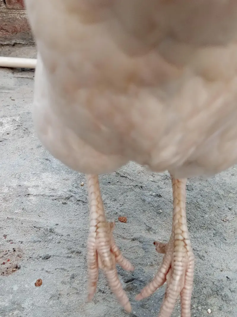 paper White Heera maddi /Heera /murga /murga /herra chicks /aseel — photo 6