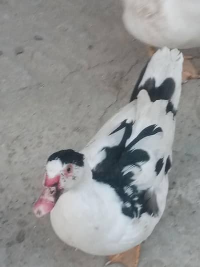 Muscovy ducks