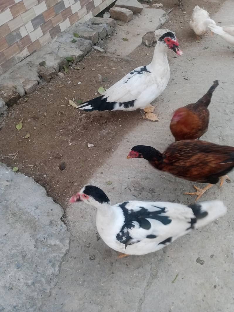 Muscovy ducks 1
